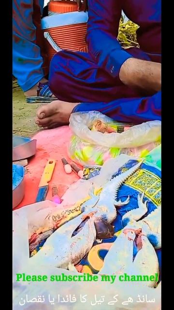 Male and female Sande#Waseb tv#shorts #shortvideo #Sande ka
