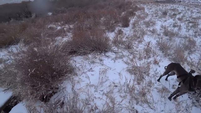 Тазымның арқасына камера қойып, аңшылыққа шықтым. Охота глазами Казахского тазы.