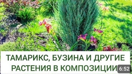 ТАМАРИКС, БУЗИНА И ДРУГИЕ РАСТЕНИЯ В КОМПОЗИЦИИ. 21.07.2024г.