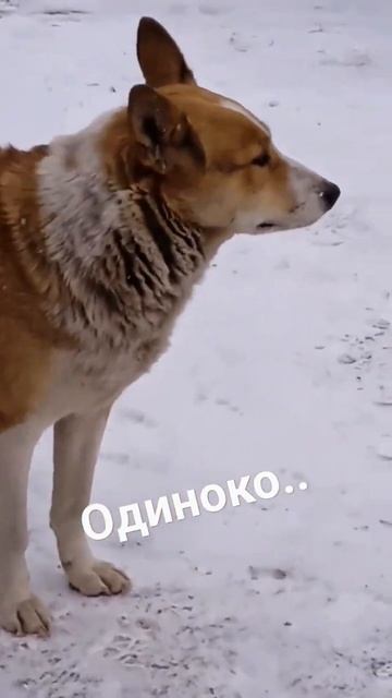 А если снегом стать..? Может кому то и буду нужен...🐶 #собаки #shоrts #shorts #short