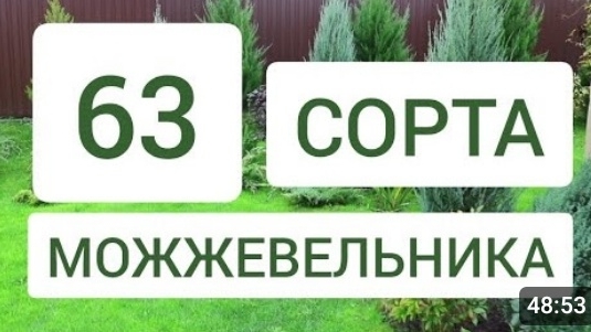 63 СОРТА МОЖЖЕВЕЛЬНИКА В 🌲МОЖЖЕВЕЛОВОМ САДУ🌲. 14.10.2024г.