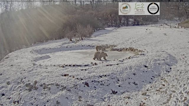 Мишка опять вернулся искупаться в водоеме