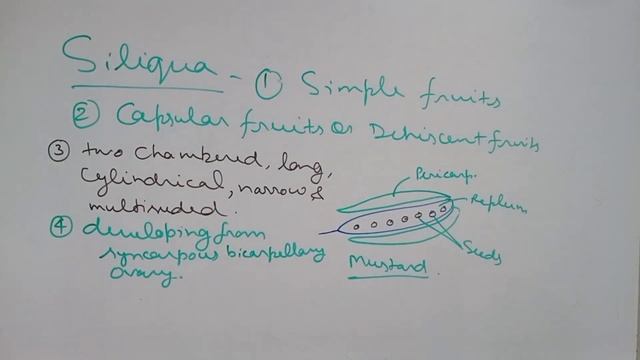Siliqua @biologywalesir #siliqua #simple #fruit #capsular #dehiscent #multiseeded #mustard #radish