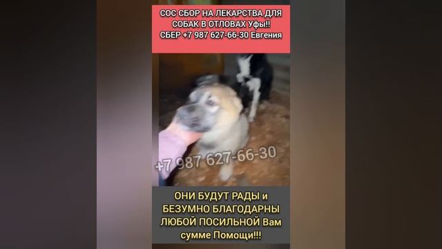 Помогите собрать на лекарства собакам с отлова