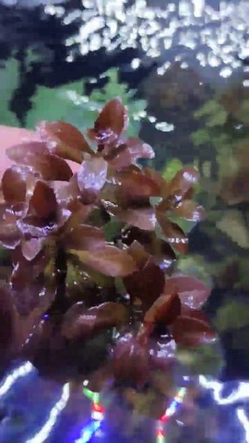 Ludwigia reprens 'Red rubin' 🔴🔴🔴