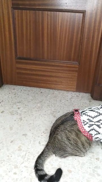 Кот разрешает воробью сидеть на спине