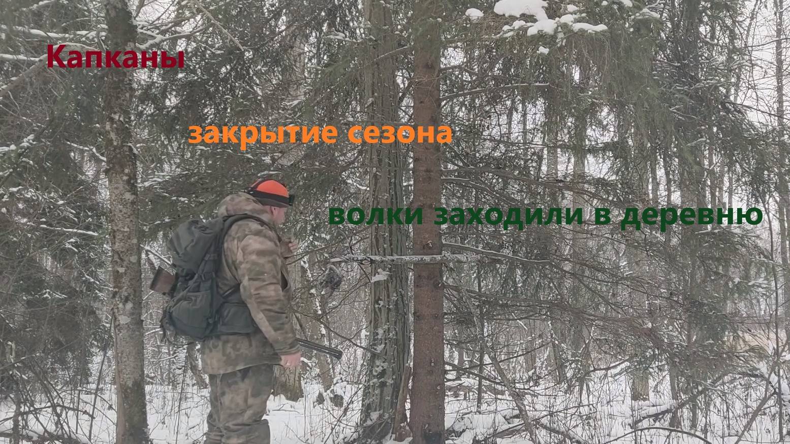 Ставлю пробные капканы ... конец сезона, волки прибегали в деревню  #лес #hunting #survival #природа