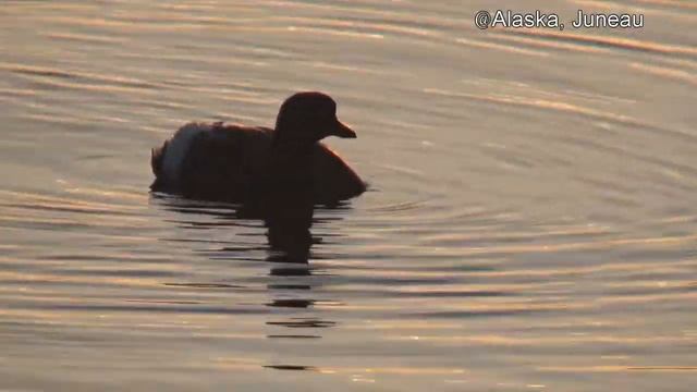 Alaska-Juneau-Pigeon guillemot-2012June