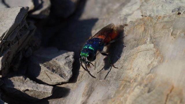 Chrysidid wasp cleaning itself