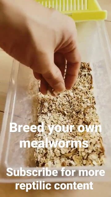 Breed your own Mealworms