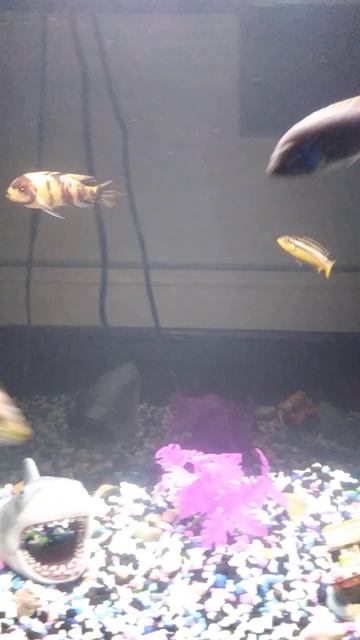 My OB zebra cichlid named Mr T 🙂🙂