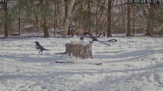 Кот с бантиком под носом подглядывает за сороками