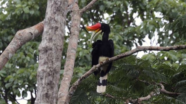 Rhinoceros Hornbill (Buceros rhinoceros) @ Thailand