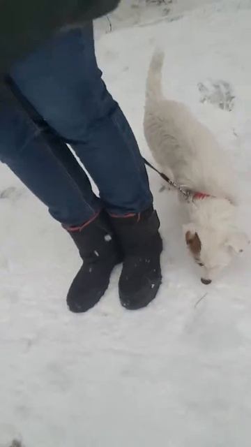 Приучаем собак к туалету.
