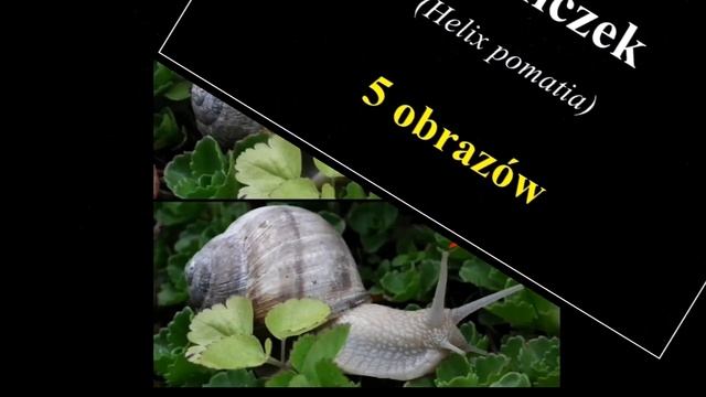 Ślimaki w moim ogrodzie - pomrów, winniczek, bursztynka, ślinik i wstężyk