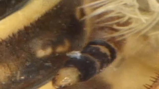 ワキエラユスリカ Nanocladius (Plecopteracoluthus) shigaensis