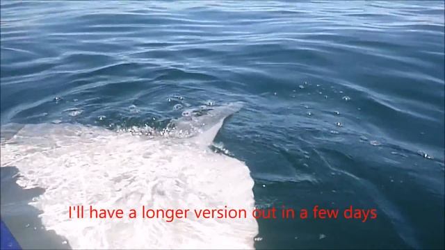 Monster Mola Visit Short Version