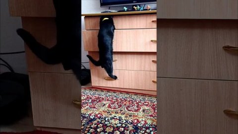 Агата Васильевна #Чудо кошка#