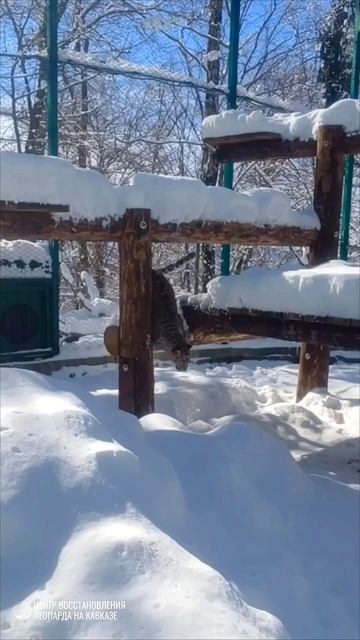 🐆 В Сочи выпал снег на радость леопардам.