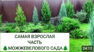 САМАЯ ВЗРОСЛАЯ ЧАСТЬ 🌲МОЖЖЕВЕЛОВОГО САДА🌲15.09.2024г.