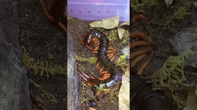 Vietnamese Giant Centipede // Scolopendra Dehaani