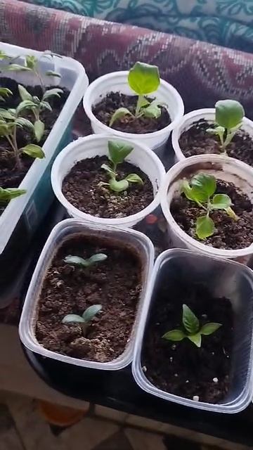 Маленькие растения на окне🥰🌞