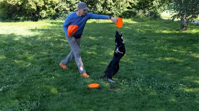 БК Астра - каскад из флипов    #dogfrisbee #dogtraining #frisbeedog