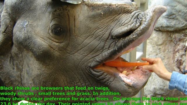 Black Rhinoceros & White Rhinoceros - The Differences