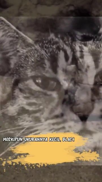 Kucing Lucu Tapi Predator Mematikan #faktasehari #shorts #faktaunik