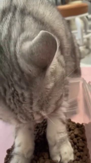 правила этикета от котика #поддержка #cat #лайк #лето #animals #смешно #funny #еда