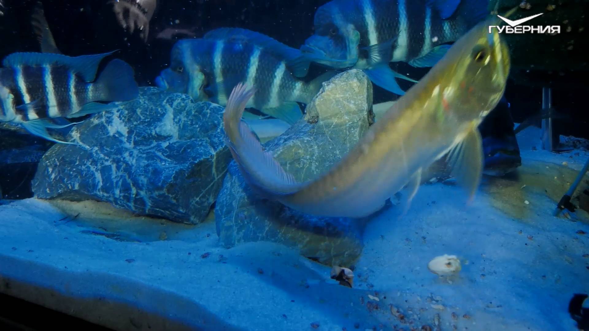 Рыбная соляночка в аквариуме на 1 тонну литров! 🐟