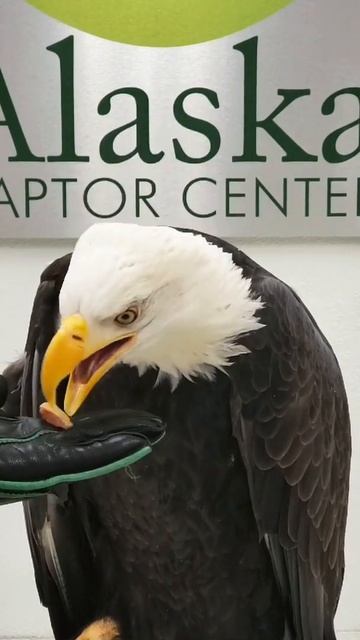 The King of the Birds Kingdom - Bald Eagles #eagle #goldeneagles #baldeagle #shorts