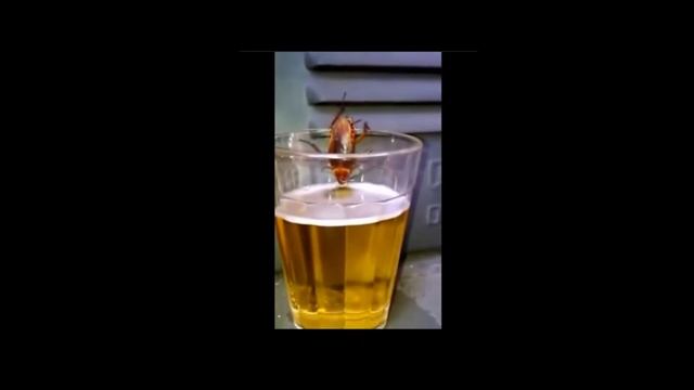 Grashüpferschabe !?!?! 5 Schabenfakten