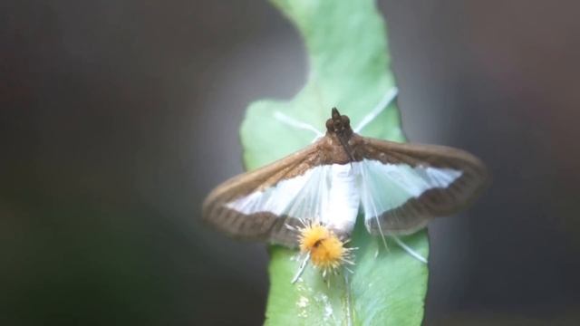 Cucumber Moth