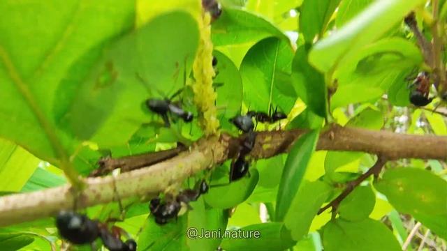 Aphid Farm Of Ants 😲 | Mutualistic Relationship | Ants Protecting Aphids