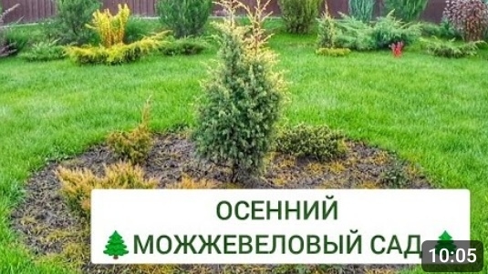 ОСЕННИЙ 🌲МОЖЖЕВЕЛОВЫЙ САД🌲. 1.11.2024г.