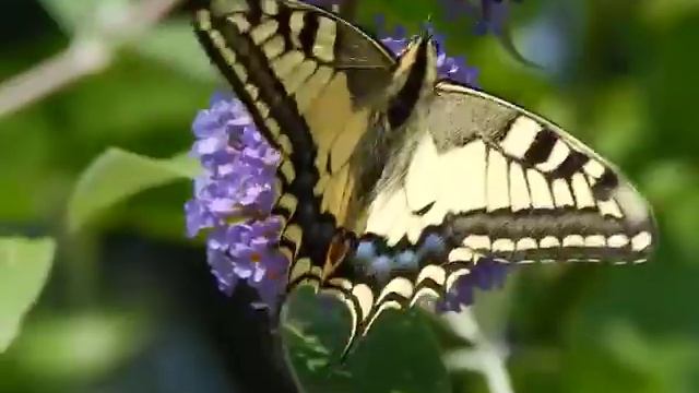 Papilio machaon - Vielfalt an meinem Schmetterlingsbaum