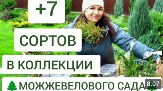 НОВЫЕ 7 СОРТОВ В КОЛЛЕКЦИЮ 🌲МОЖЖЕВЕЛОВОГО САДА🌲. 25.10.2024г.