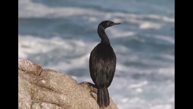 The Pelagic Cormorant, A Sea Loving Bird - The Birdman Episode 7