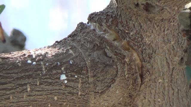 Bajando ramas del ficus gordo - segunda parte