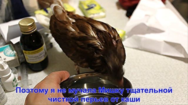 Маленький голубенок Мишка ✿ Little pigeon Mishka