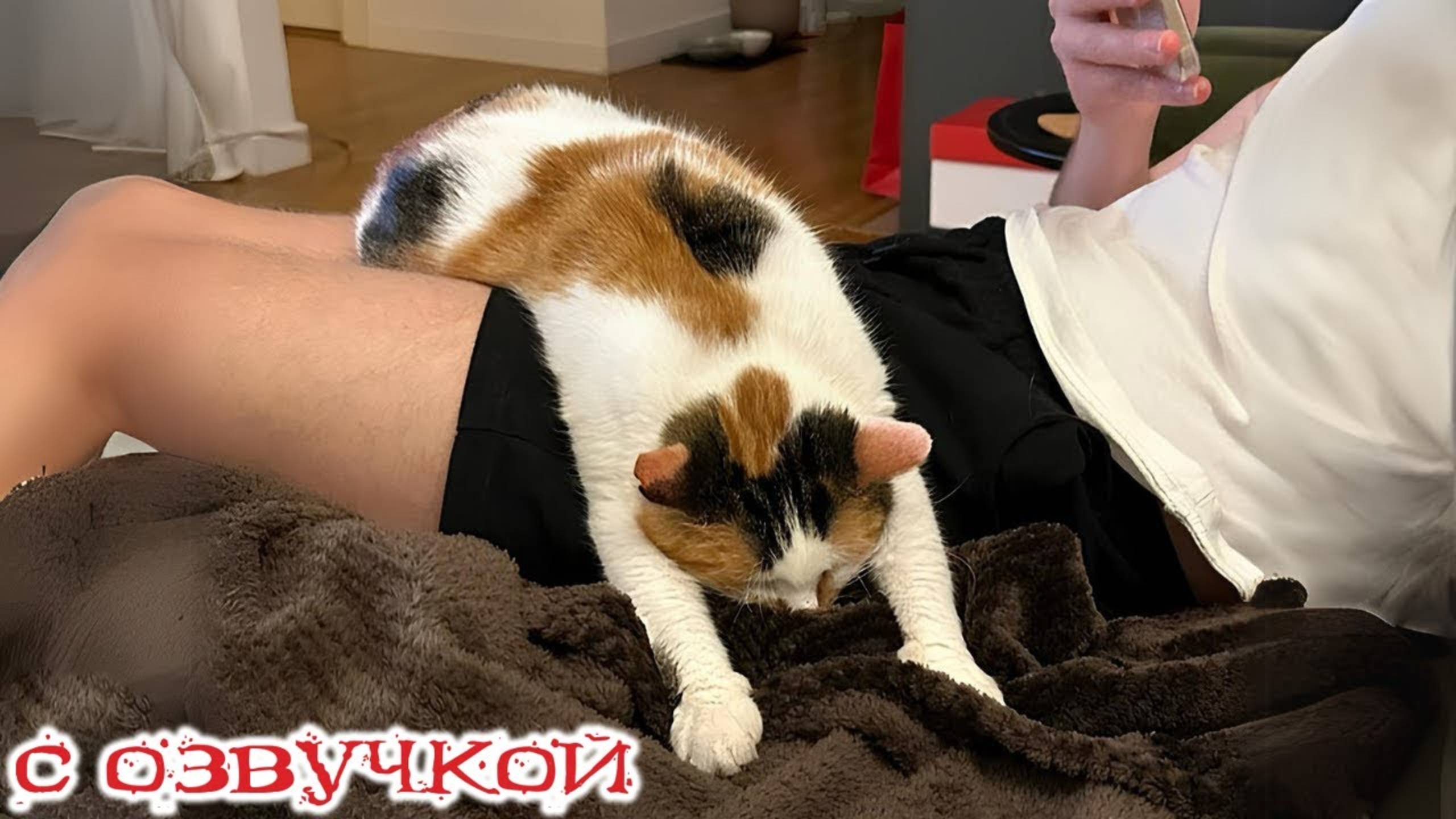 Приколы с котами! СМЕШНЫЕ ЖИВОТНЫЕ С ОЗВУЧКОЙ! Смешные видео про котов!