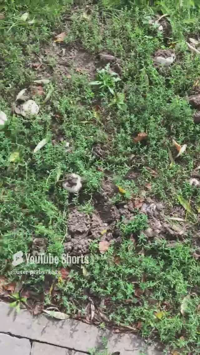 Шампиньоны в городе#Champignons in the city #sorts# Собирай и продавай🤣