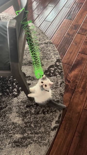 Funny Playful 😹❤️🏠 Exotic Longhair Kitten Loves His Slinky In His New Furrever Home
