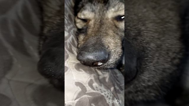 волчок Рич