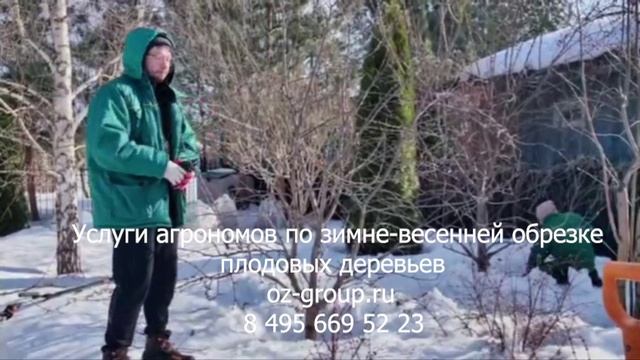 Услуги Агрономов по зимне - весенней обрезке плодовых деревьев на даче. Выезд Агрономов в Москве.