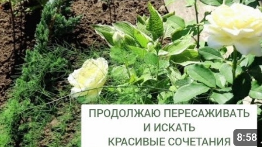 ПРОДОЛЖАЮ ПЕРЕСАЖИВАТЬ И ИСКАТЬ КРАСИВЫЕ СОЧЕТАНИЯ РАСТЕНИЙ. 25.07.2024г.