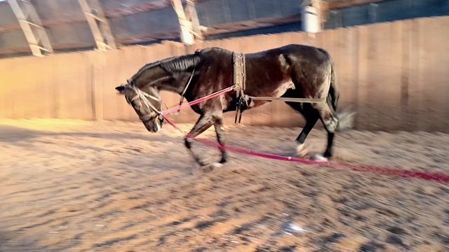 Дольче Вита, работа на корде. Берейтор Оксана Новикова, #horse #equestrian #лошади #pony