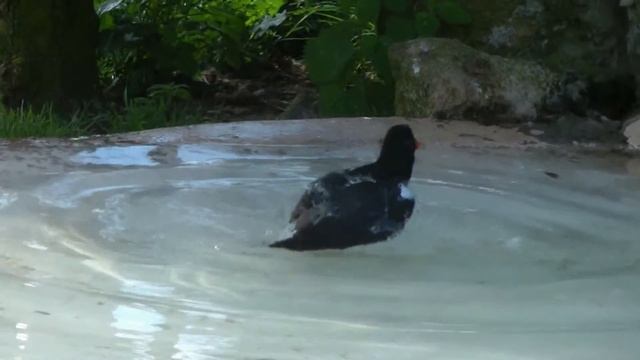 Auklet bird