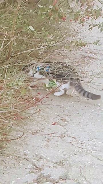 кот Изя